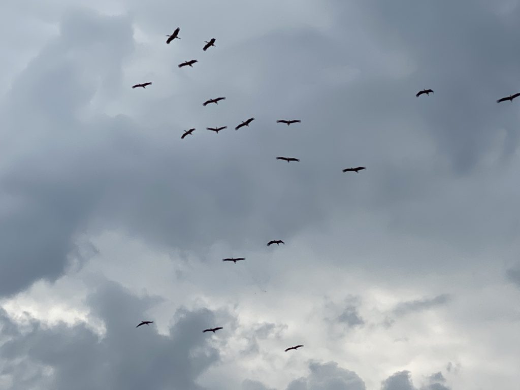1. August-Fliegen 1. August-Fliegen